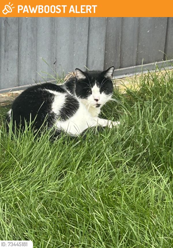Found/Stray Unknown Cat last seen Deer brook village, North Brunswick Township, NJ 08902