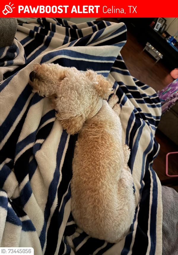 Lost Female Dog last seen Andalusian Trail, Celina, TX 75009
