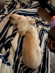 Lost Female Dog last seen Andalusian Trail, Celina, TX 75009