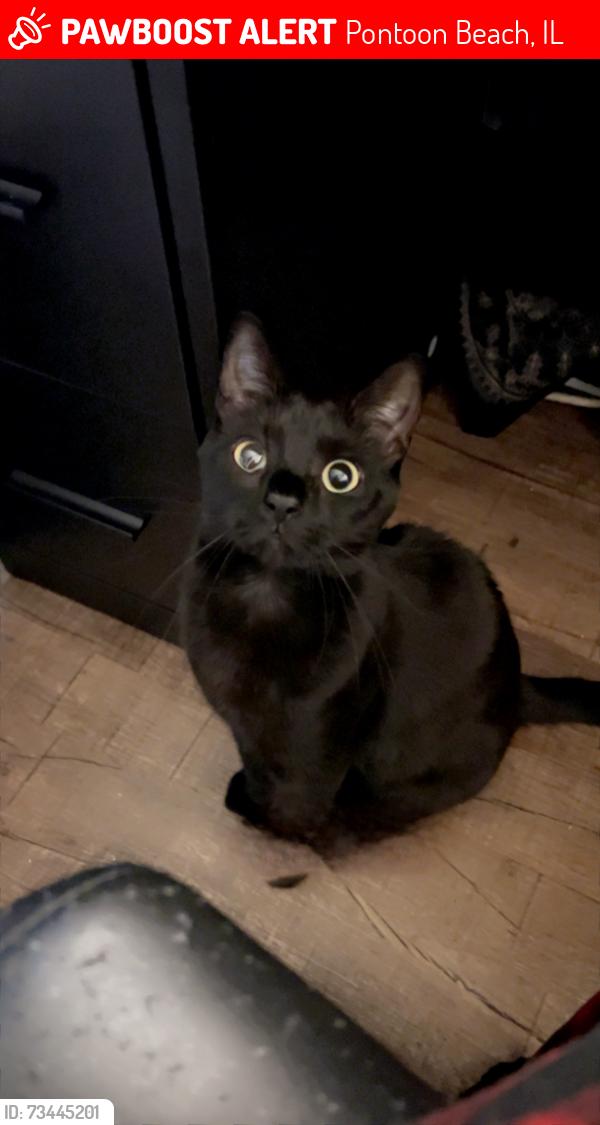 Lost Female Cat last seen Oakmont street, bruene ave, village lane and pontoon road by long lake, Pontoon Beach, IL 62040