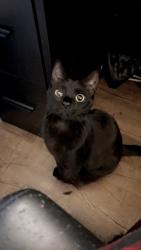 Lost Female Cat last seen Oakmont street, bruene ave, village lane and pontoon road by long lake, Pontoon Beach, IL 62040