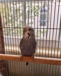 Found/Stray Unknown Bird last seen 23rd Ave and 41st St, St. Petersburg, FL 33713