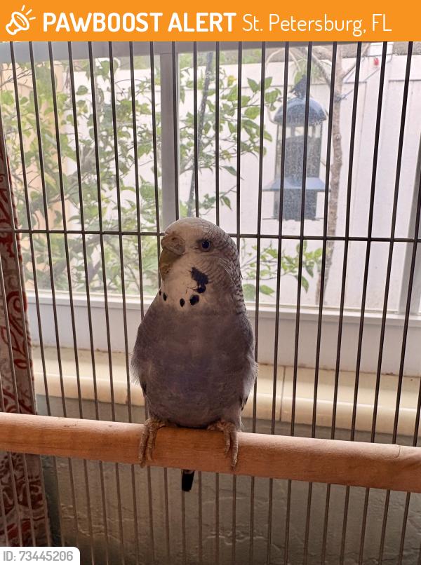 Found/Stray Unknown Bird last seen 23rd Ave and 41st St, St. Petersburg, FL 33713