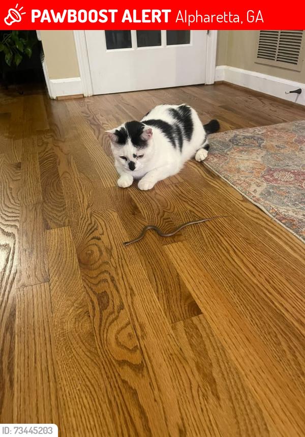 Lost Male Cat last seen Arkwith Way, Alpharetta, GA 30022
