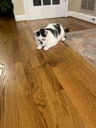 Lost Male Cat last seen Arkwith Way, Alpharetta, GA 30022