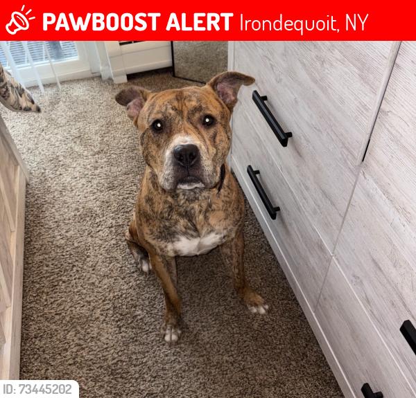 Lost Male Dog last seen Stanton lane, Irondequoit, NY 14617