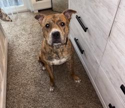 Lost Male Dog last seen Stanton lane, Irondequoit, NY 14617