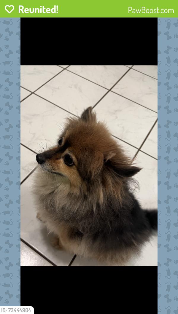 Reunited Male Dog last seen Broad Ave. / Henry St., Palisades Park, NJ 07650