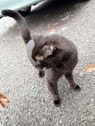 Found/Stray Male Cat last seen Grand street and Park Avenue, Albany, NY 12202