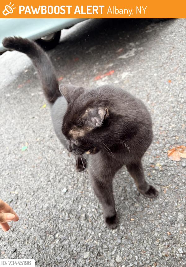 Found/Stray Male Cat last seen Grand street and Park Avenue, Albany, NY 12202