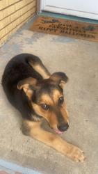Found/Stray Female Dog last seen Sw 49th and may ave, Oklahoma City, OK 73119