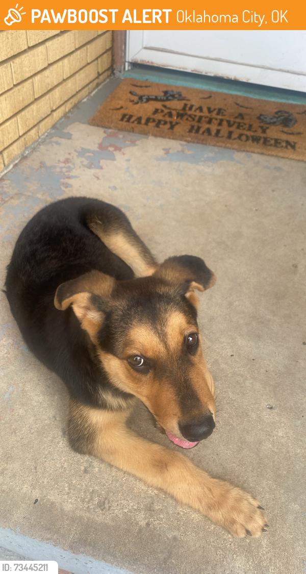 Found/Stray Female Dog last seen Sw 49th and may ave, Oklahoma City, OK 73119