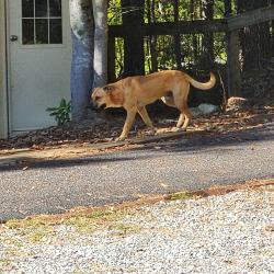 Found/Stray Male Dog last seen S Hwy 9, Polk County, NC 28722