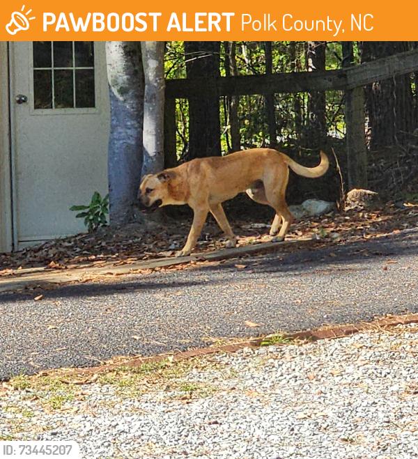 Found/Stray Male Dog last seen S Hwy 9, Polk County, NC 28722