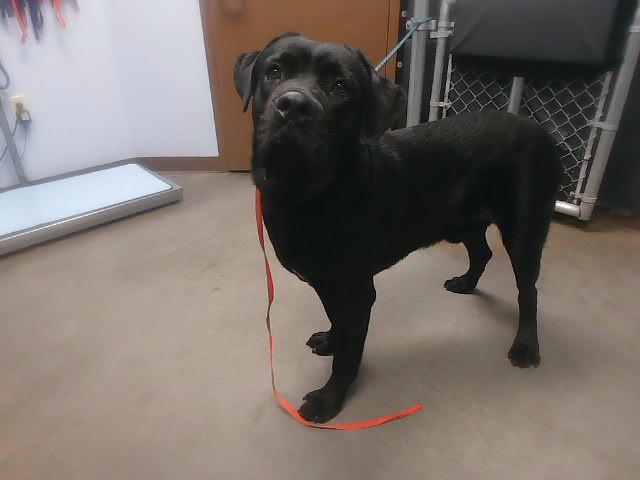 Shelter Stray Male Dog last seen LA JOLLA DR AND BUTTE AVE, 2500 S 27th Ave, Phoenix, AZ 85009, USA
