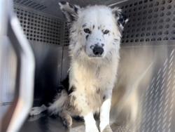 Shelter Stray Male Dog last seen N 43RD AVE AND W MCDOWELL RD, 2500 S 27th Ave, Phoenix, AZ 85009, USA