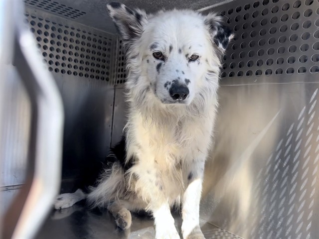 Shelter Stray Male Dog last seen N 43RD AVE AND W MCDOWELL RD, 2500 S 27th Ave, Phoenix, AZ 85009, USA
