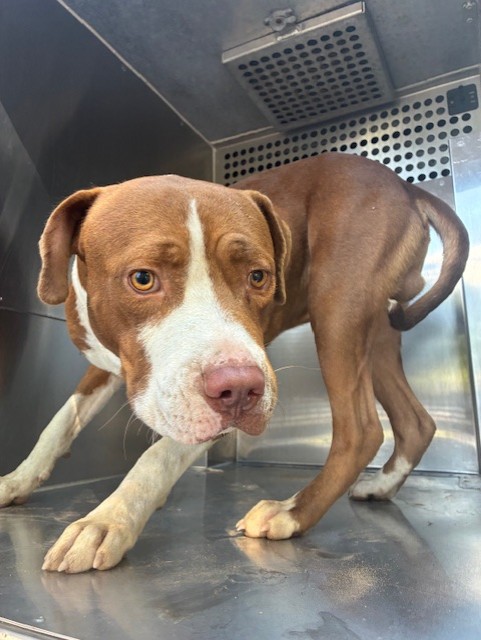 Shelter Stray Male Dog last seen SARIVAL AVE AND NORTHERN AVE, 2500 S 27th Ave, Phoenix, AZ 85009, USA