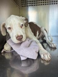 Shelter Stray Female Dog last seen SARIVAL AVE AND NORTHERN AVE, 2500 S 27th Ave, Phoenix, AZ 85009, USA