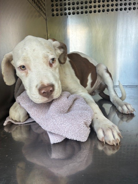 Shelter Stray Female Dog last seen SARIVAL AVE AND NORTHERN AVE, 2500 S 27th Ave, Phoenix, AZ 85009, USA