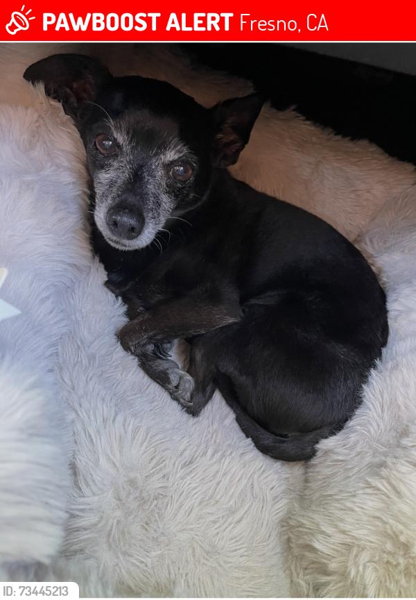 Lost Male Dog last seen Shields and Brawley, Fresno, CA 93722