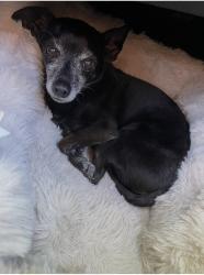 Lost Male Dog last seen Shields and Brawley, Fresno, CA 93722