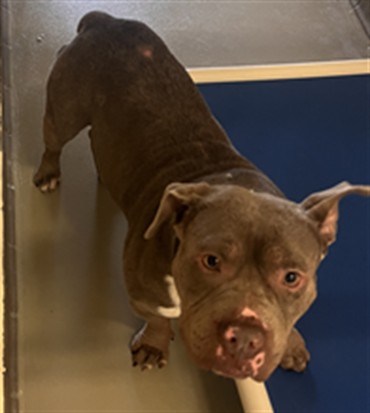 Shelter Stray Male Dog last seen Near BLOCK RAVENS, 232 Eslinger Way, Sanford, FL 32773, USA