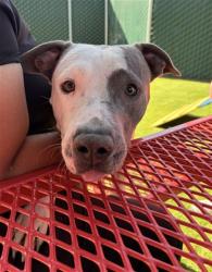 Shelter Stray Male Dog last seen Near BLOCK N LA CADENA, 333 Chandler Pl, San Bernardino, CA 92408, USA