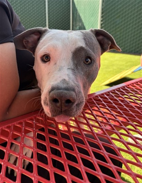 Shelter Stray Male Dog last seen Near BLOCK N LA CADENA, 333 Chandler Pl, San Bernardino, CA 92408, USA