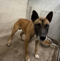 Shelter Stray Male Dog last seen Near BLOCK HIGHLAND, 333 Chandler Pl, San Bernardino, CA 92408, USA