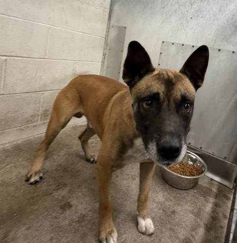 Shelter Stray Male Dog last seen Near BLOCK HIGHLAND, 333 Chandler Pl, San Bernardino, CA 92408, USA