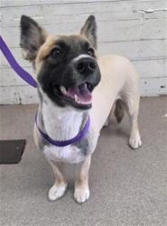 Shelter Stray Female Dog last seen WILLOW AND VALLEY, 333 Chandler Pl, San Bernardino, CA 92408, USA