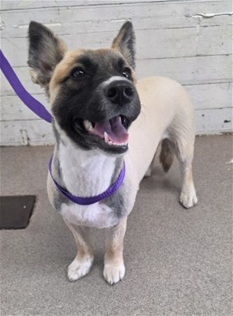 Shelter Stray Female Dog last seen WILLOW AND VALLEY, 333 Chandler Pl, San Bernardino, CA 92408, USA