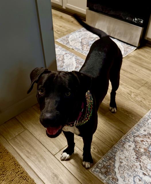Shelter Stray Male Dog last seen Near BLOCK N COMAL, 4710 TX-151, San Antonio, TX 78227, USA