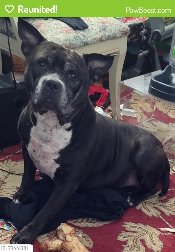 Reunited Male Dog last seen Woodbine rd, Sykesville, MD 21784
