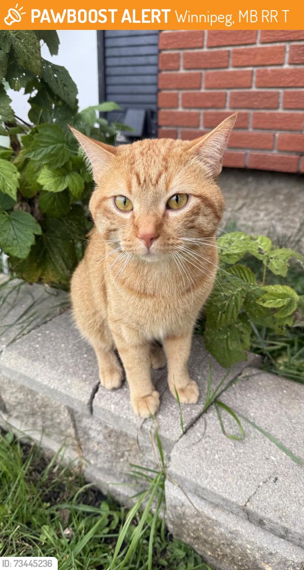 Found/Stray Male Cat last seen Manitoba & Keewatin, Winnipeg, MB R2R 0T7