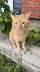 Found/Stray Male Cat last seen Manitoba & Keewatin, Winnipeg, MB R2R 0T7