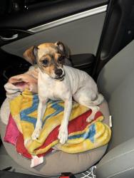Reunited Female Dog last seen Pidgeon & Lisbon, San Diego, CA 92114