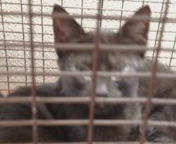 Shelter Stray Male Cat last seen UNDERWOOD WAY/47TH ST,95823, 3839 Bradshaw Rd, Sacramento, CA 95827, USA