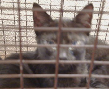Shelter Stray Male Cat last seen UNDERWOOD WAY/47TH ST,95823, 3839 Bradshaw Rd, Sacramento, CA 95827, USA