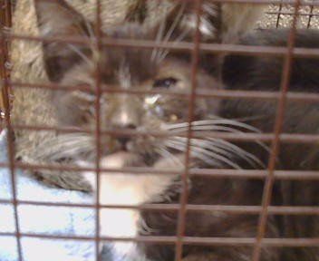 Shelter Stray Male Cat last seen UNDERWOOD WAY/47TH ST,95823, 3839 Bradshaw Rd, Sacramento, CA 95827, USA