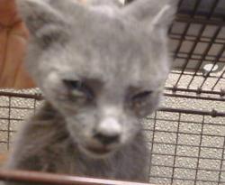 Shelter Stray Female Cat last seen UNDERWOOD WAY/47TH ST,95823, 3839 Bradshaw Rd, Sacramento, CA 95827, USA