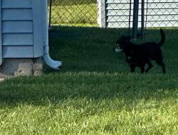 Found/Stray Unknown Dog last seen Grapevine Lane in Springwood neighborhood, Fort Wayne, IN 46825