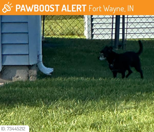 Found/Stray Unknown Dog last seen Grapevine Lane in Springwood neighborhood, Fort Wayne, IN 46825
