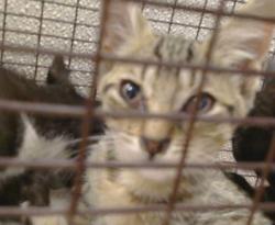 Shelter Stray Female Cat last seen UNDERWOOD WAY/47TH ST,95823, 3839 Bradshaw Rd, Sacramento, CA 95827, USA