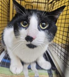 Shelter Stray Male Cat last seen , 3201 Lacy St, Los Angeles, CA 90031, USA