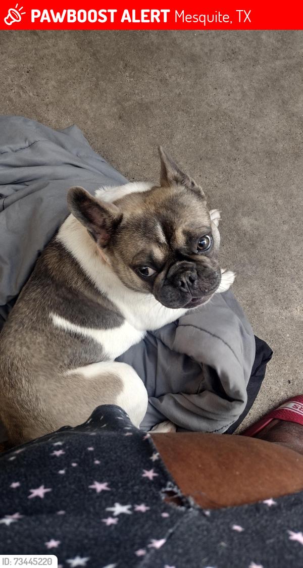 Lost Female Dog last seen Frankfort dr, Mesquite, TX 75150