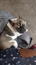 Lost Female Dog last seen Frankfort dr, Mesquite, TX 75150
