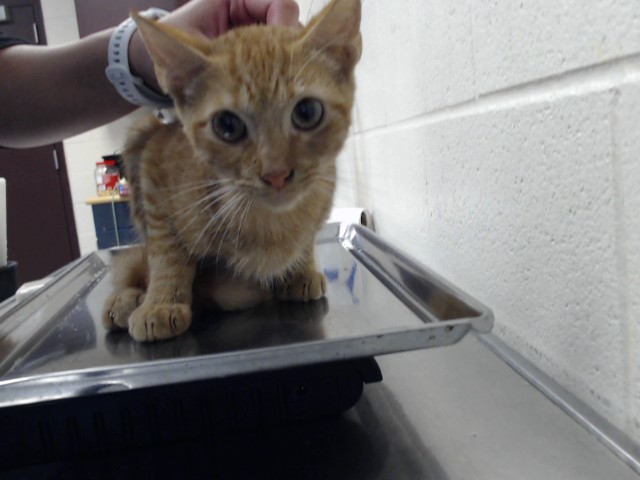 Shelter Stray Male Cat last seen Near BLOCK SHERMAN DR, FAYETTEVILLE NC 28301, 4704 Corporation Dr, Fayetteville, NC 28306, USA