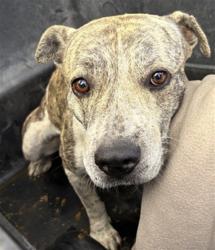 Shelter Stray Male Dog last seen EARLL DR AND EXTENSION RD, 1920 S Lewis, Mesa, AZ 85210, USA